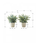 13" Eucalyptus Grass Plant With 4" White Pot - Green - Set of Two