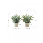13" Eucalyptus Grass Plant With 4" White Pot - Green - Set of Two