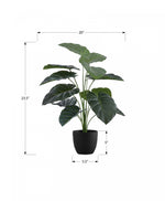 24" Alocasia Plant With 5" Black Pot - Green