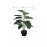 24" Alocasia Plant With 5" Black Pot - Green