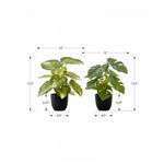 13" Monstera and Calathea Plants With 4" Black Pot - Green - Set of Two