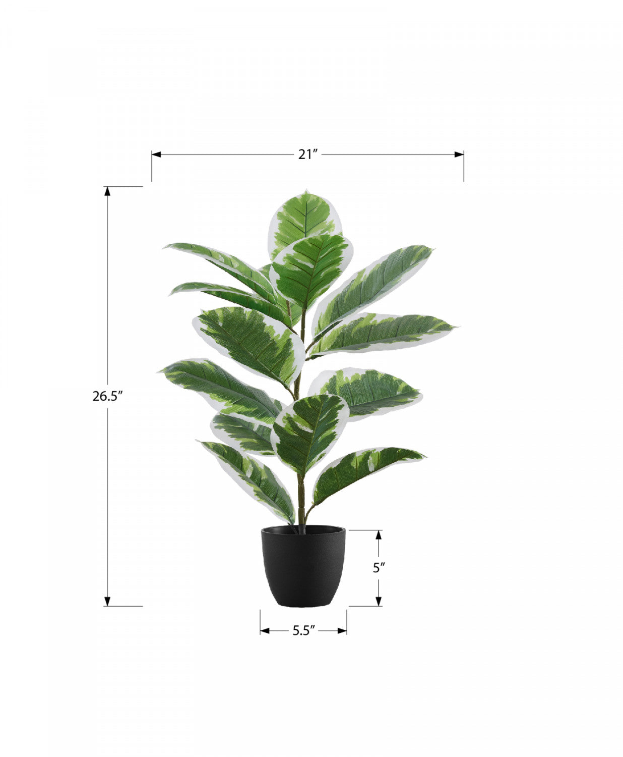 27" Rubber Plant With 5" Black Pot - Green