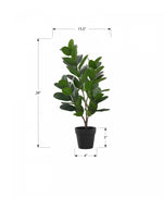 28" Garcinia Plant With 5" Black Pot - Green