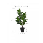 28" Garcinia Plant With 5" Black Pot - Green