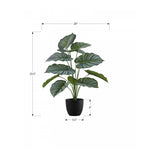 24" Calathea Plant With 5" Black Pot - Green