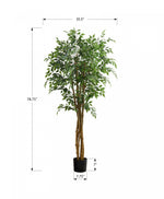 79" Ficus Tree With 8" Black Pot - Green