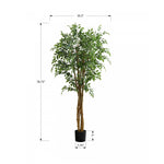 79" Ficus Tree With 8" Black Pot - Green