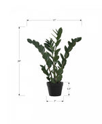 29" ZZ Plant With 6" Black Pot - Green