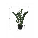 29" ZZ Plant With 6" Black Pot - Green