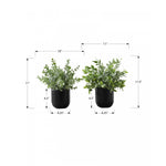 11" Eucalyptus Grass Plant With 5" Black Pot - Green - Set of Two