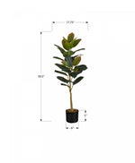 40" Rubber Tree With 5" Black Pot - Green
