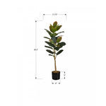 40" Rubber Tree With 5" Black Pot - Green