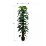 83" Monstera Plant With 8" Black Pot - Green
