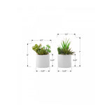 7" Succulent Plant with 3" White Pot - Green - Set of Two