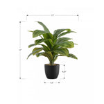 17" Dracaena Plant With 4" Black Pot - Green