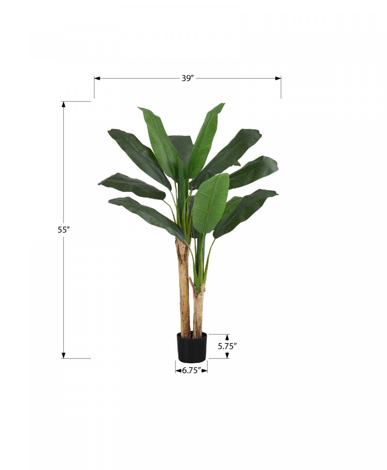 55" Banana Tree With 6" Black Pot - Green