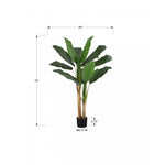55" Banana Tree With 6" Black Pot - Green
