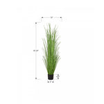 47" Grass Plant With 5" Black Pot - Green