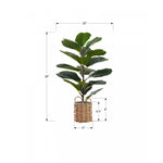 28" Fiddle Tree With 8" Woven Basket Pot - Green