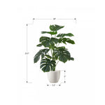 24" Monstera Plant With 5" Black Pot - Green