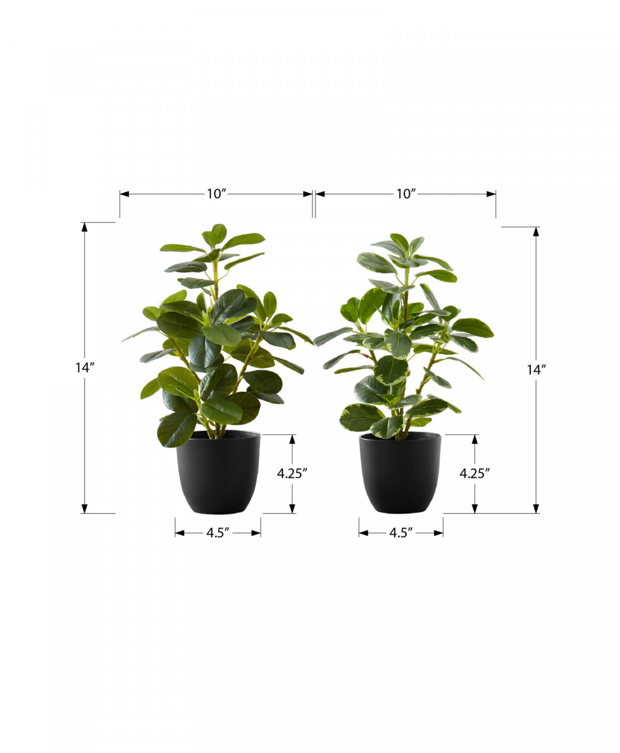 14" Ficus Elastica Plant With 4" Black Pot - Green - Set of Two
