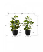 14" Ficus Elastica Plant with 4" Black Pot - Green - Set of Two