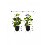 14" Ficus Elastica Plant With 4" Black Pot - Green - Set of Two