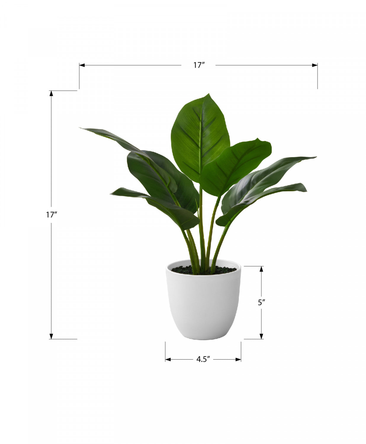 17" Aureum Plant With 5" White Pot - Green