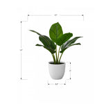 17" Aureum Plant With 5" White Pot - Green