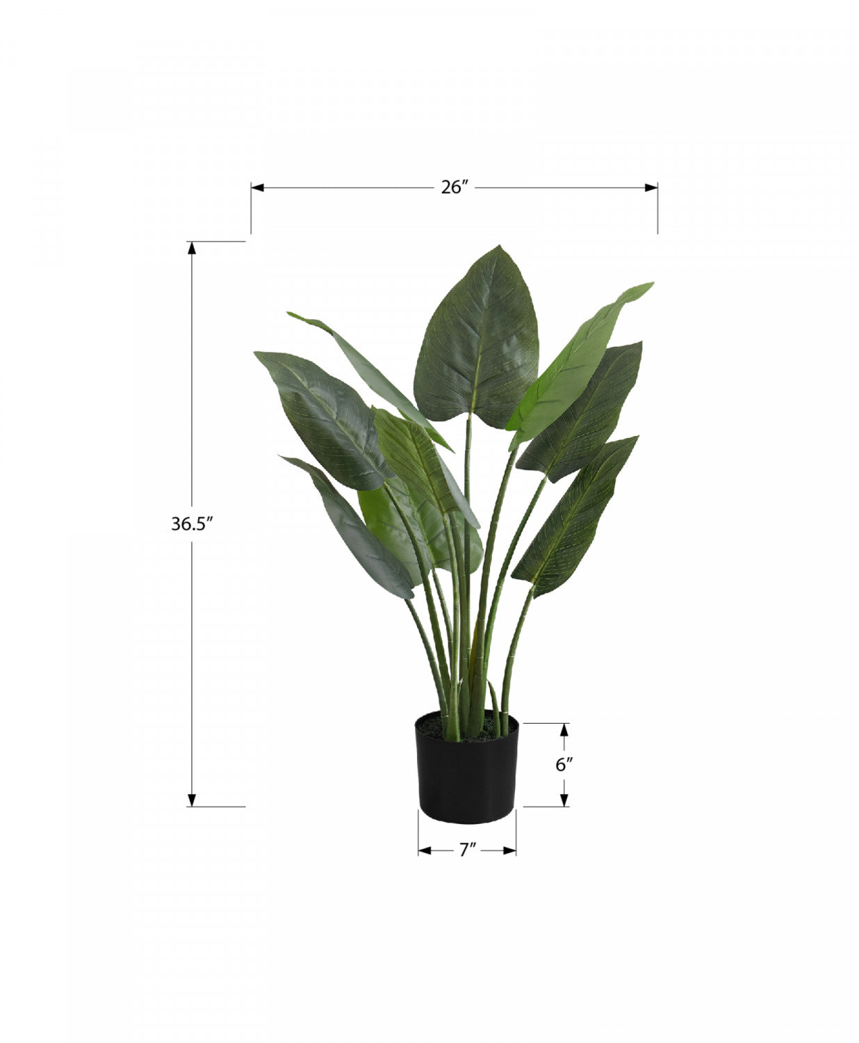 37" Aureum Plant With 5" Black Pot - Green