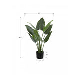 37" Aureum Plant With 5" Black Pot - Green