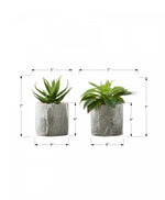 7" Succulent Plant with 4" Marble-look Pot - Green - Set of Two