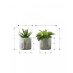 7" Succulent Plant With 4" Marble-look Pot - Green - Set of Two