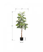 52" Rubber Tree With 5" Black Pot - Green/White