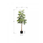 52" Rubber Tree With 5" Black Pot - Green/White