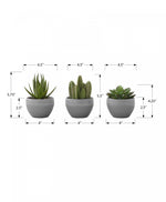 6" Succulent Plant with Grey Pot - Green - Set of Three