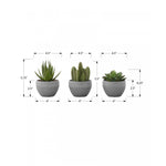 6" Succulent Plant With Grey Pot - Green - Set of Three