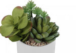 7" Succulent Plant with 3" White Pot - Green - Set of Two
