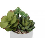 7" Succulent Plant with 3" White Pot - Green - Set of Two