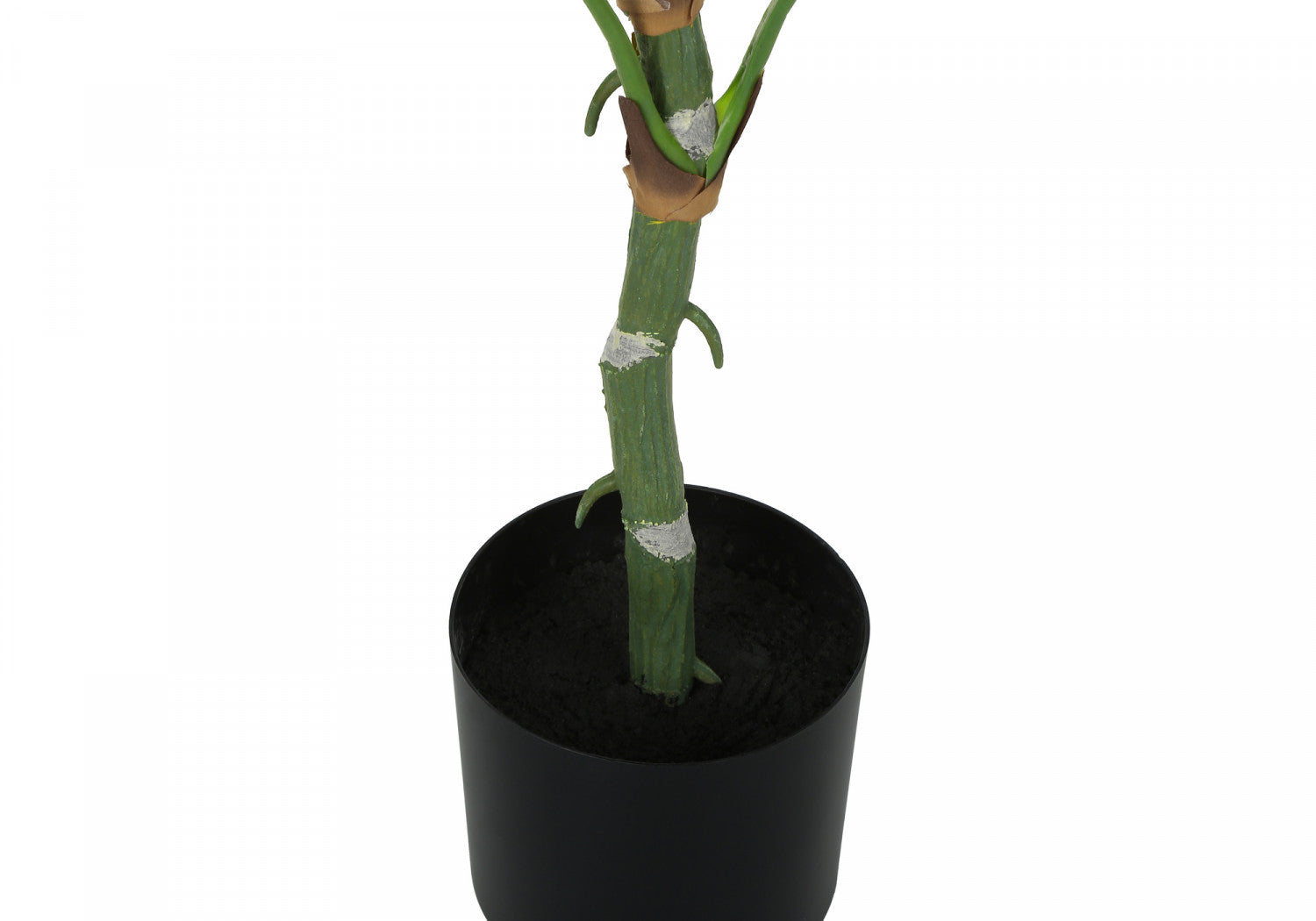 54" Dieffenbachia Tree With 6" Black Pot - Green