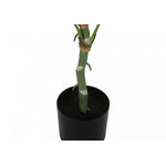 54" Dieffenbachia Tree With 6" Black Pot - Green