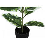 27" Rubber Plant With 5" Black Pot - Green