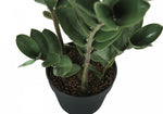 29" ZZ Plant With 6" Black Pot - Green