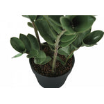 29" ZZ Plant With 6" Black Pot - Green