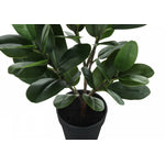28" Garcinia Plant With 5" Black Pot - Green