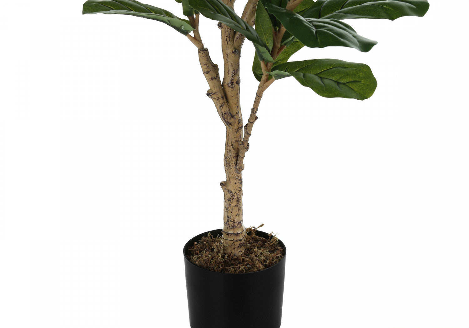 47" Fiddle Tree With 5" Black Pot - Green