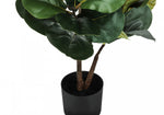 49" Fiddle Tree With 5" Black Pot - Green