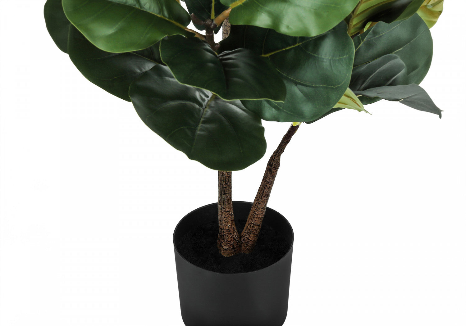 49" Fiddle Tree With 5" Black Pot - Green