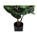 49" Fiddle Tree With 5" Black Pot - Green