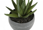 6" Succulent Plant with Grey Pot - Green - Set of Three